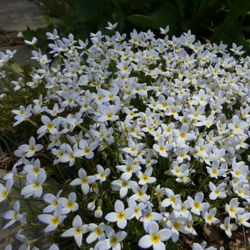 Bluets Seeds – Houstonia
