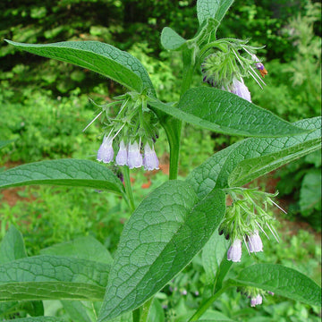 Bocking 14 Seeds - Herbal Plant