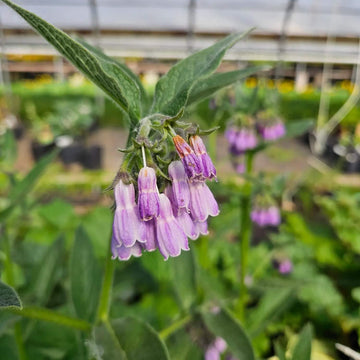 Bocking Series Seeds - Herbal Plant