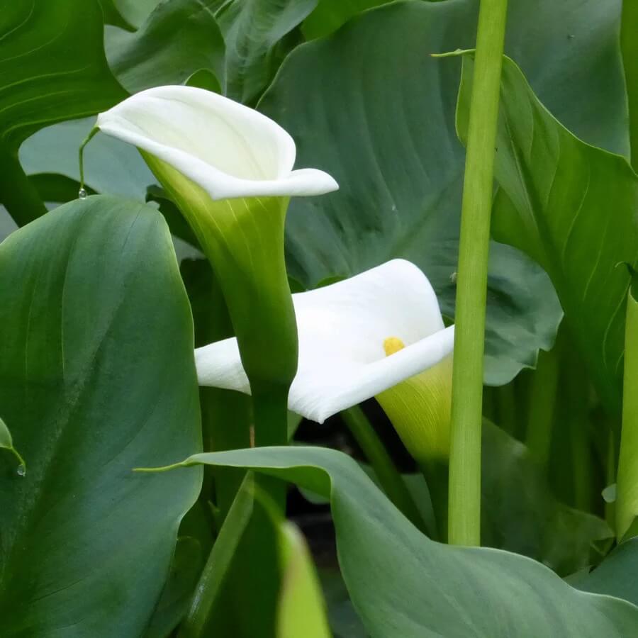 Bog Plant Seeds - Flower Plant for Home Gardens