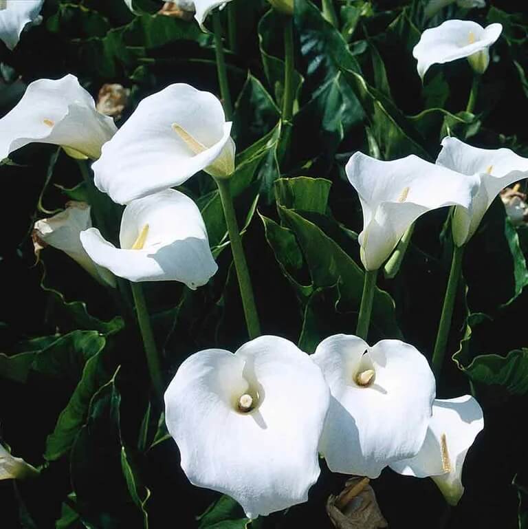 Bog Plant Seeds - Flower Plant for Home Gardens