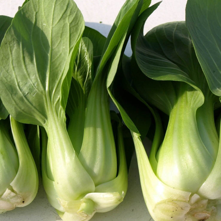 Bok Choy Seeds – Canton
