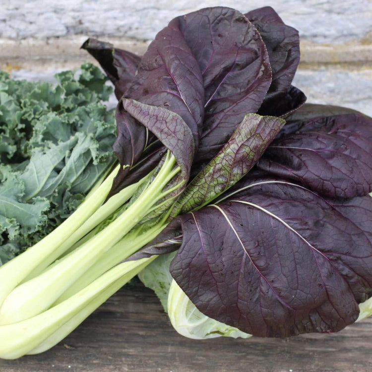 Bok Choy Seeds – Black 