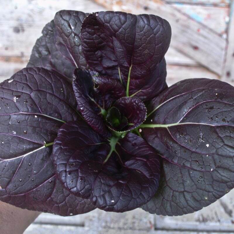 Bok Choy Seeds – Black 