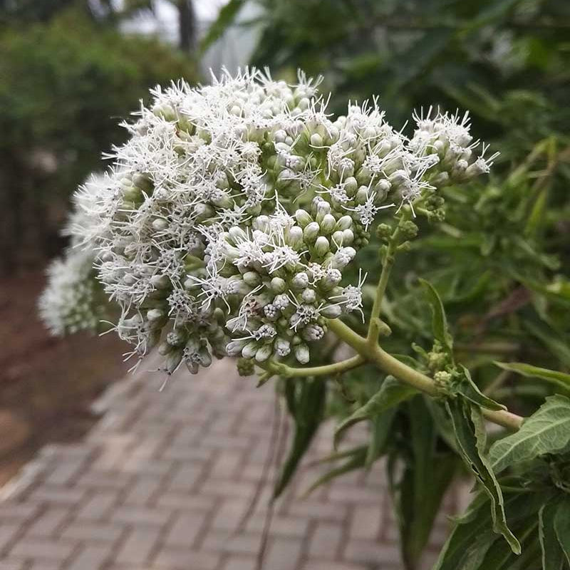 Boneset Seeds – Eupatorium Perfoliatum
