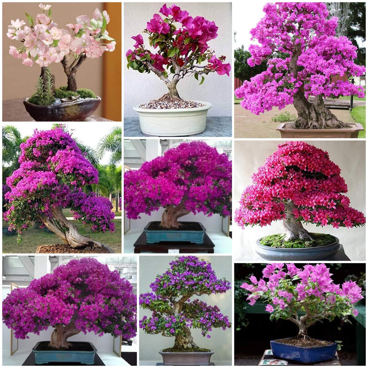 Bonsai Seeds