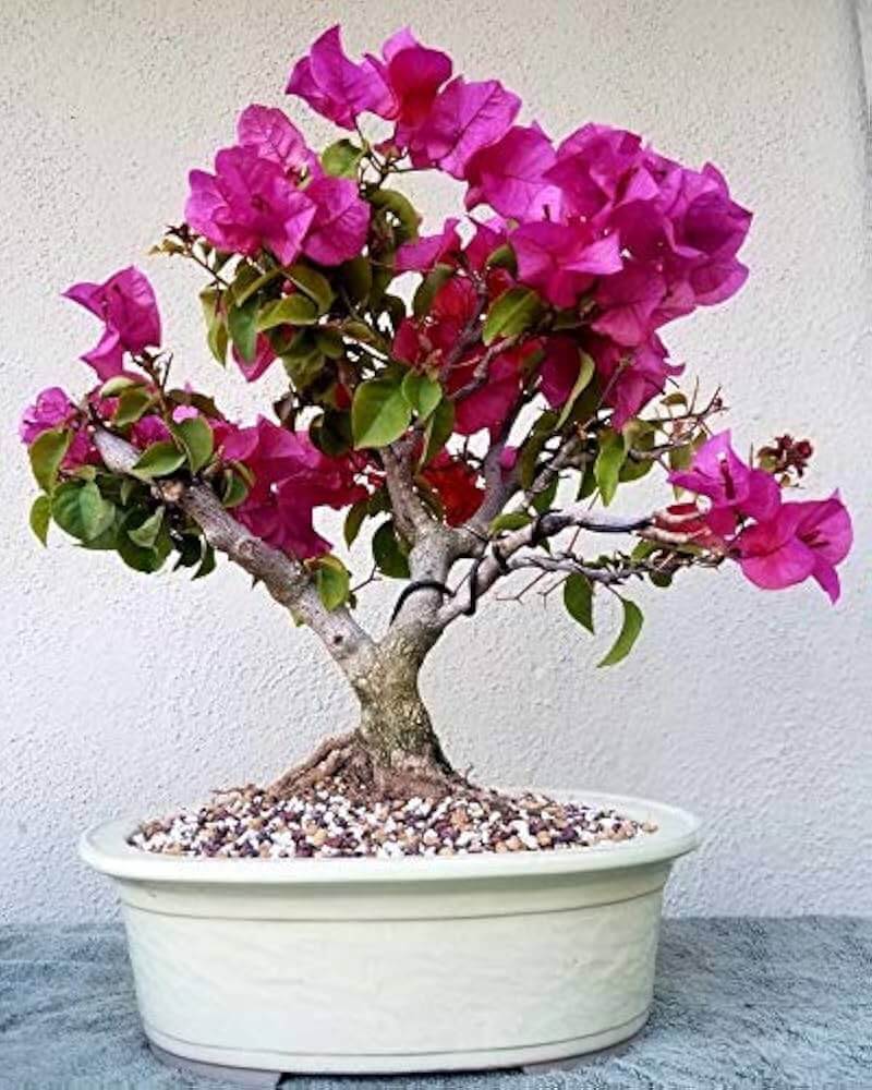 Bonsai Seeds