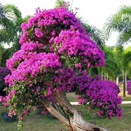 Bonsai Seeds