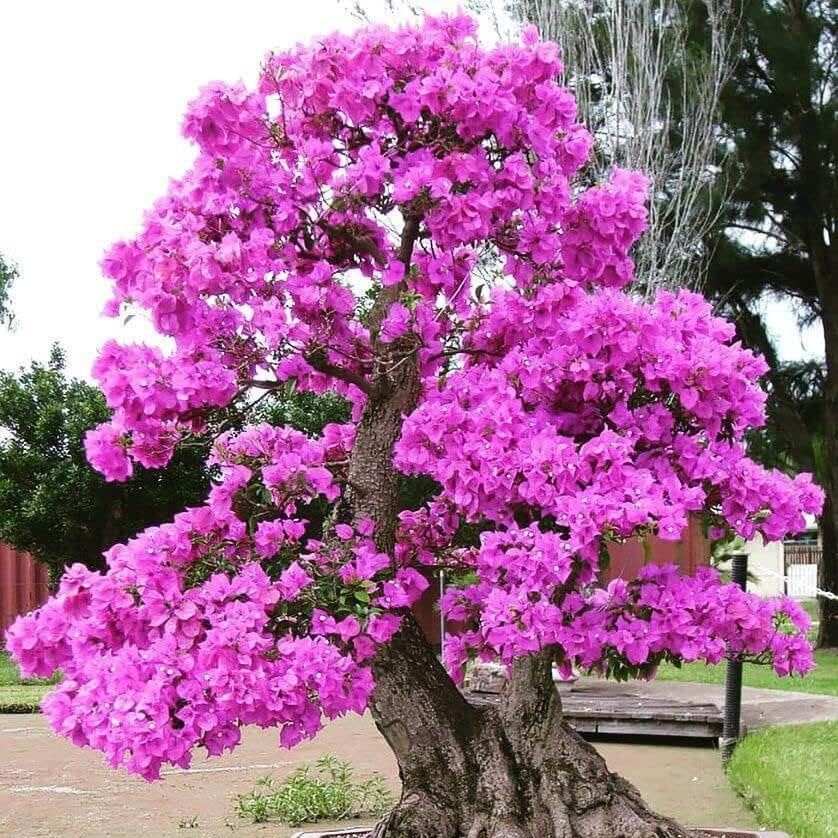 Bonsai Seeds