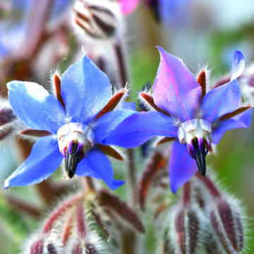 Borage Seeds – Edible Blue
