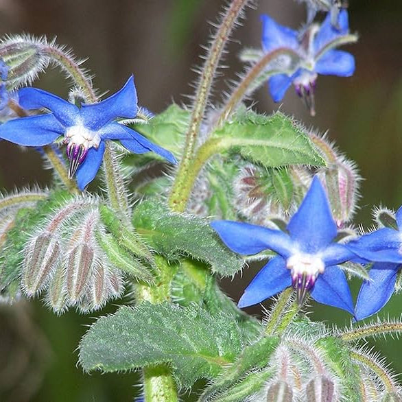 Borage Seeds – Purple
