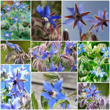 Borage Seeds