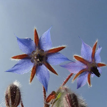 Borage Seeds