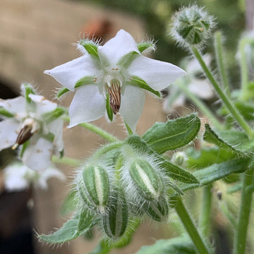 Borage Seeds – Starflower
