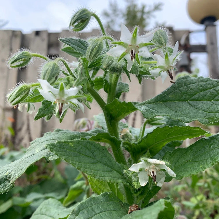 Borage Seeds – Starflower
