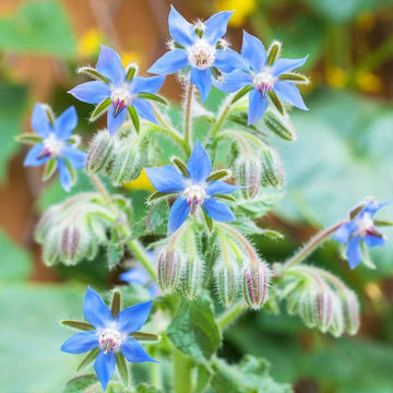 Borage Seeds – Wildflower Mix