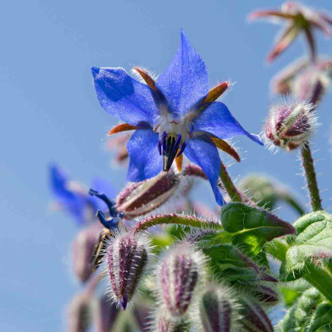 Borage Seeds – Wildflower Mix