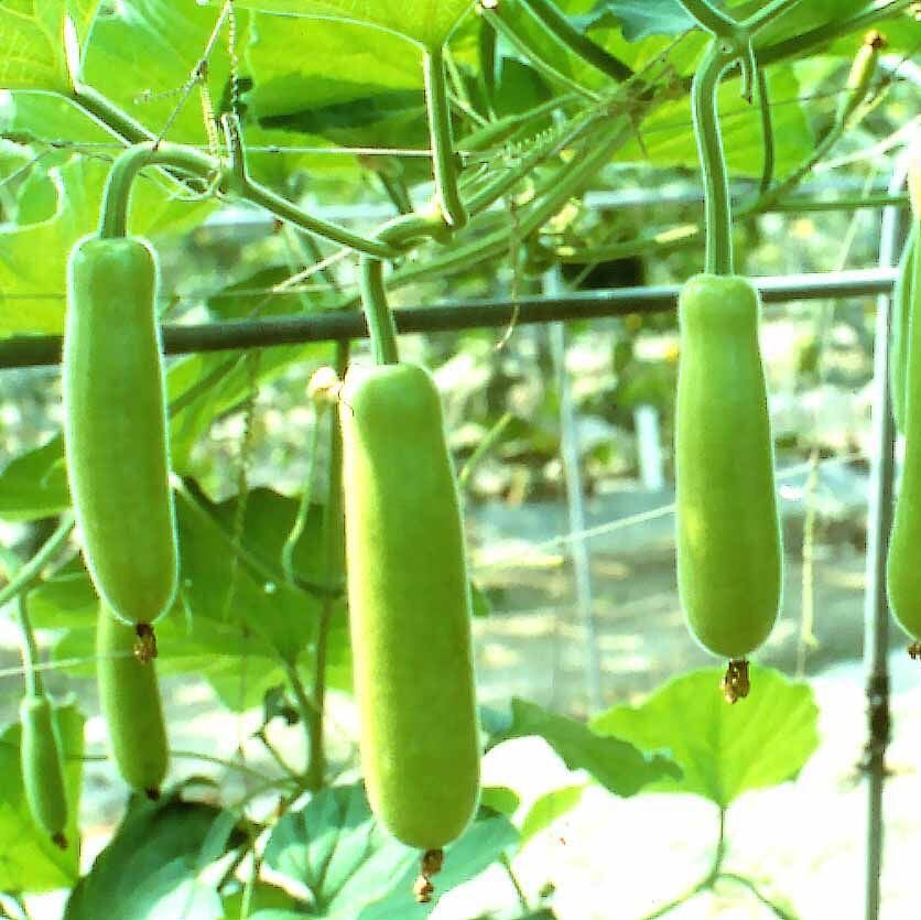 Bottle Gourd Seeds – Mottled

