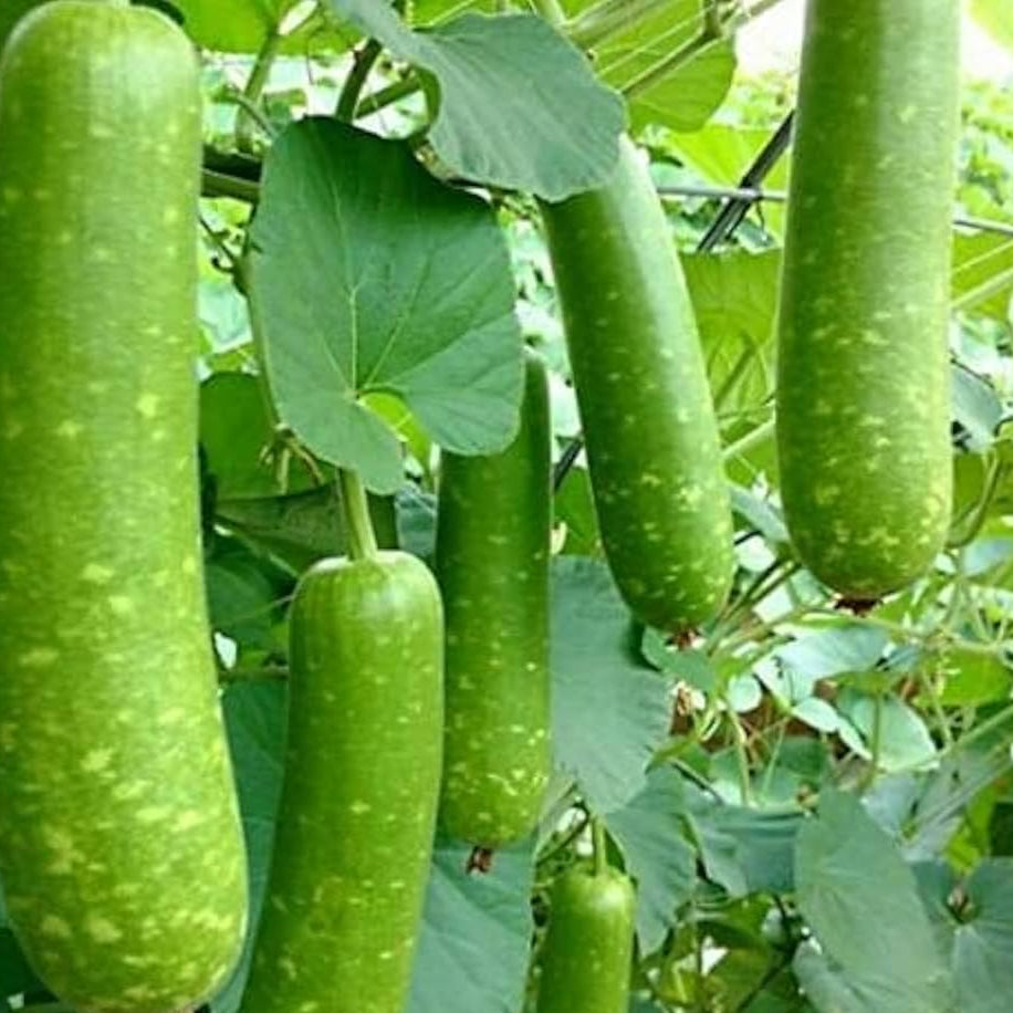 Bottle Gourd Seeds – Mottled
