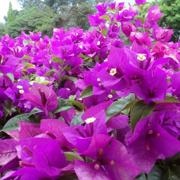Bougainvillea Seeds – Elizabeth Angus (Deep Purple)
