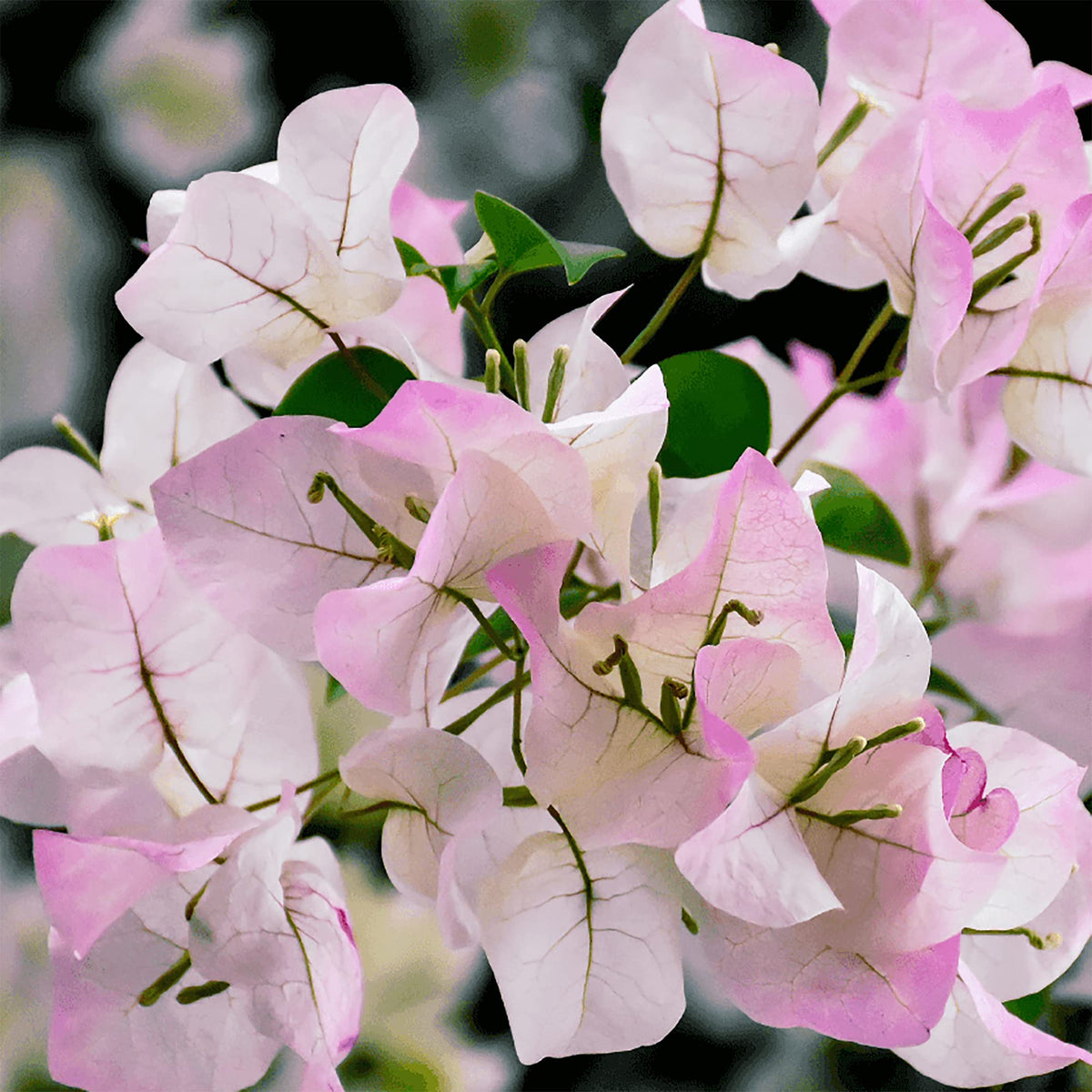 Bougainvillea Seeds – Light Pink
