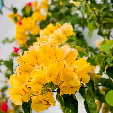 Bougainvillea Seeds – Golden Glow (Golden Yellow)
