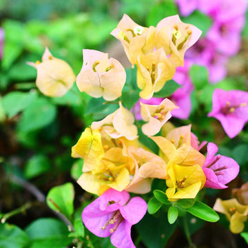 Bougainvillea Seeds – Pink Yellow
