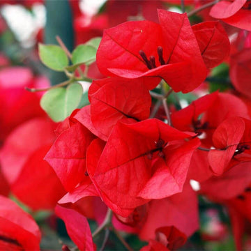 Bougainvillea Seeds – Texas Dawn (Crimson Red)
