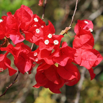 Bougainvillea Seeds – Texas Dawn (Crimson Red)
