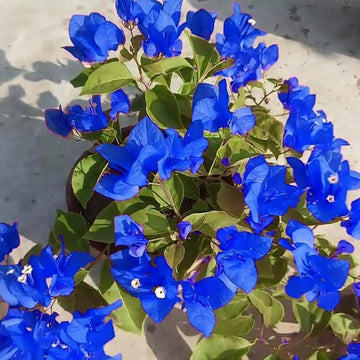 Bougainvillea Seeds – Tropical Climbing Vine
