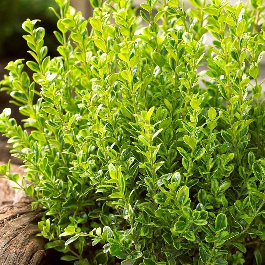 Boxwood Seeds – Japanese
