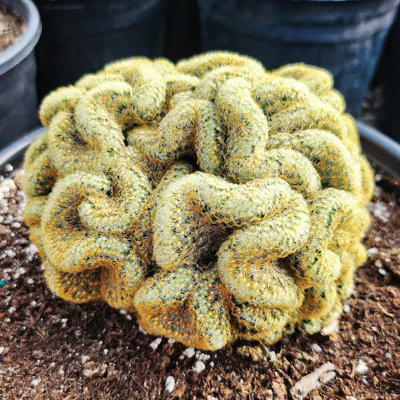 Brain Cactus Seeds – Rare Crested

