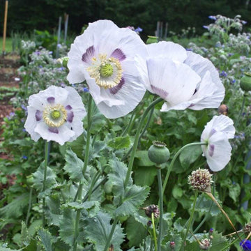 Breadseed Poppy Seeds - Flower Plant