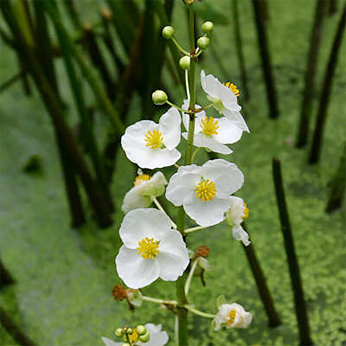 Broadleaf Arrowhead Seeds – Aquatic
