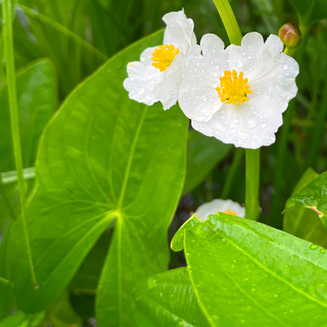 Broadleaf Arrowhead Seeds – Aquatic
