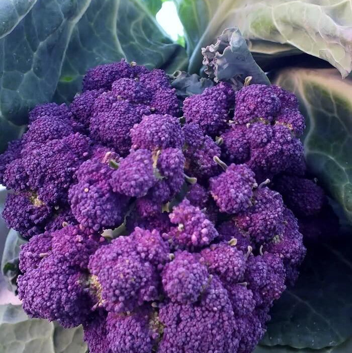 Broccoli Seeds – Early Purple