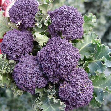 Broccoli Seeds – Early Purple