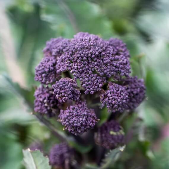 Broccoli Seeds – Early Purple