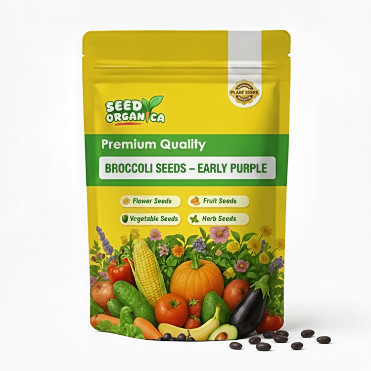 Broccoli Seeds – Early Purple