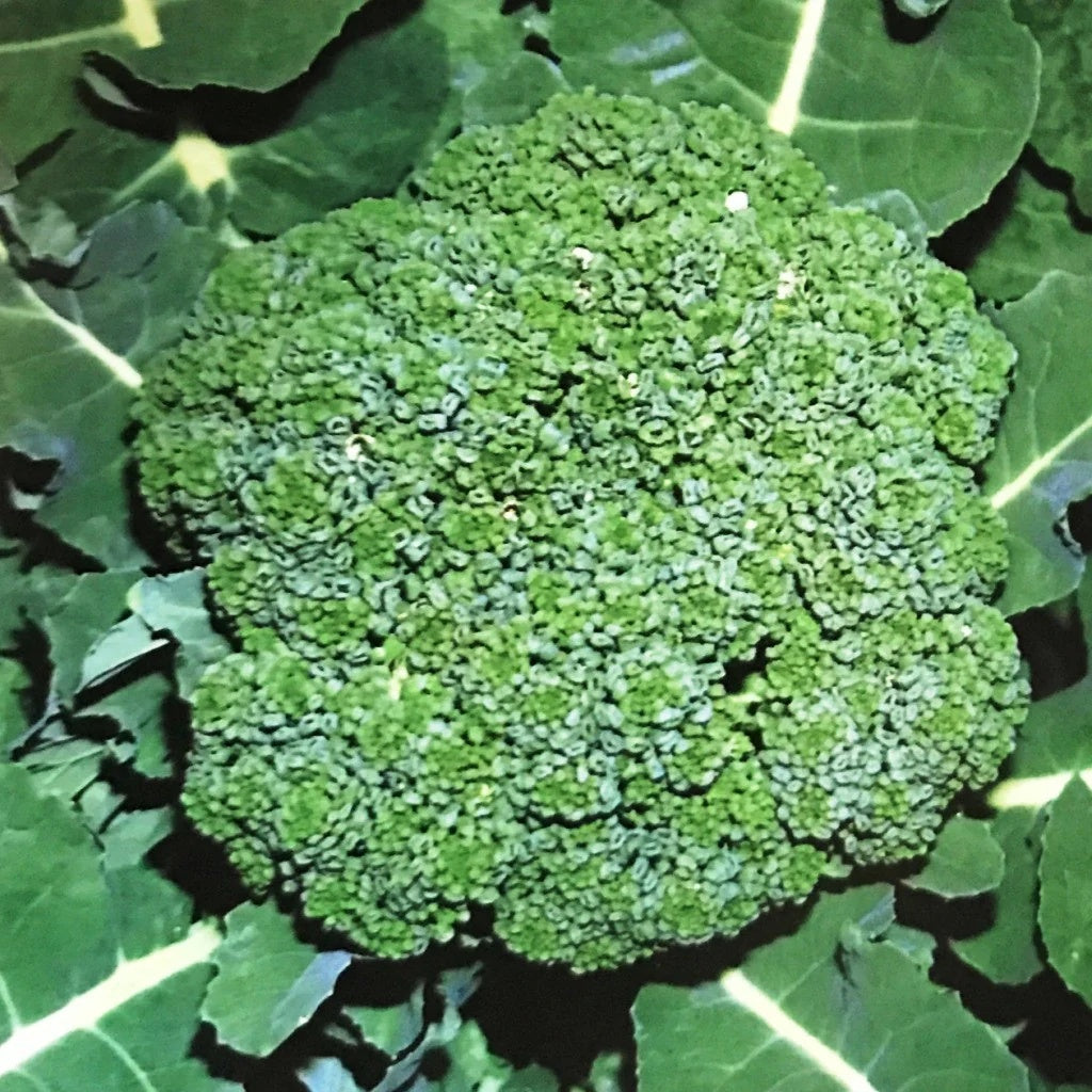 Broccoli Seeds – Organic
