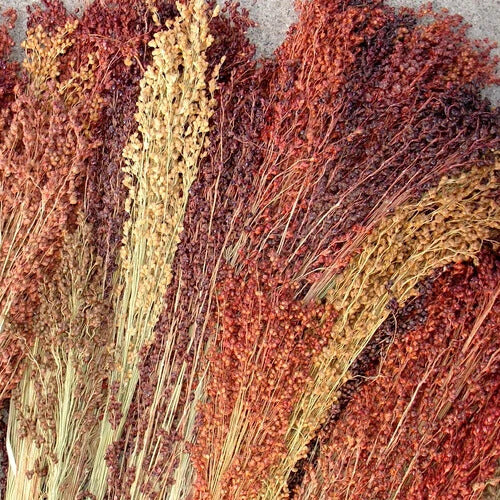 Broomcorn Seeds
