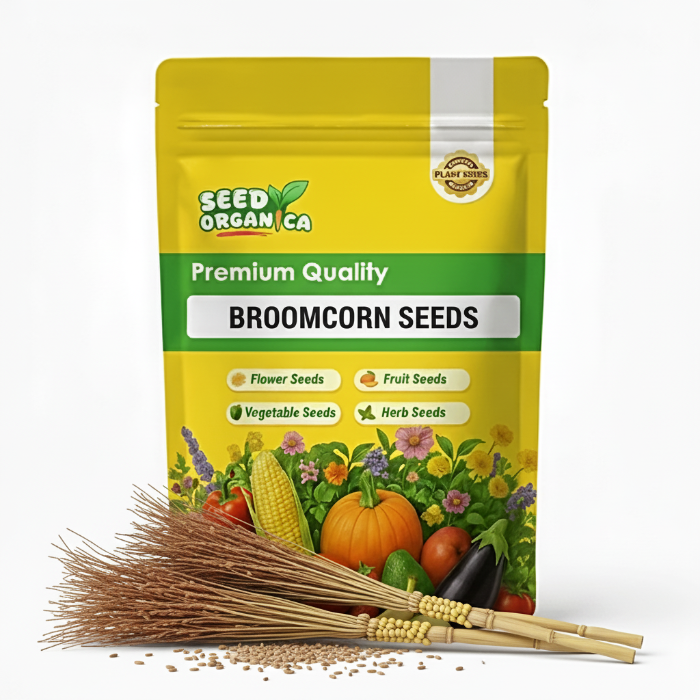 Broomcorn Seeds