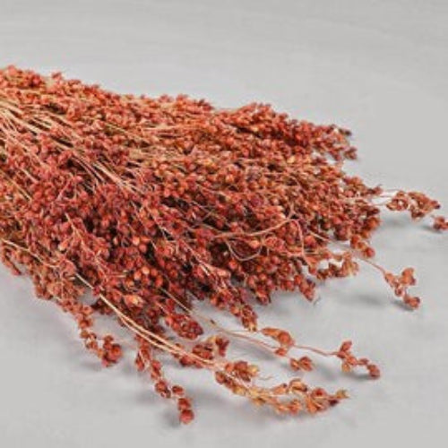 Broomcorn Seeds
