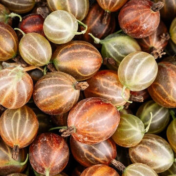 Brown Gooseberry Seeds