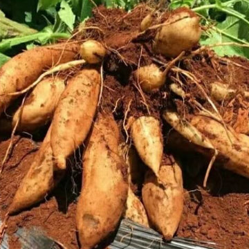 Brown Yacon Seeds - Vegetable Plant