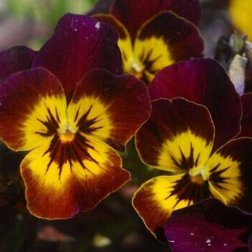 Brown Yellow Pansy Seeds – Low Maintenance, Heirloom, Non-GMO
