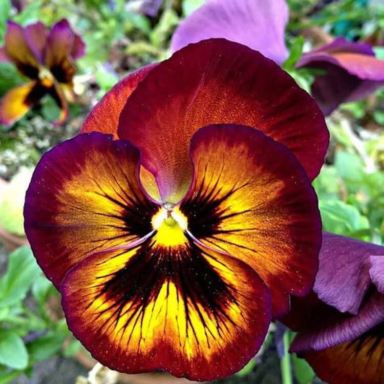 Brown Yellow Pansy Seeds – Low Maintenance, Heirloom, Non-GMO
