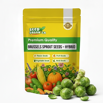 Brussels Sprout Seeds – Hybrid