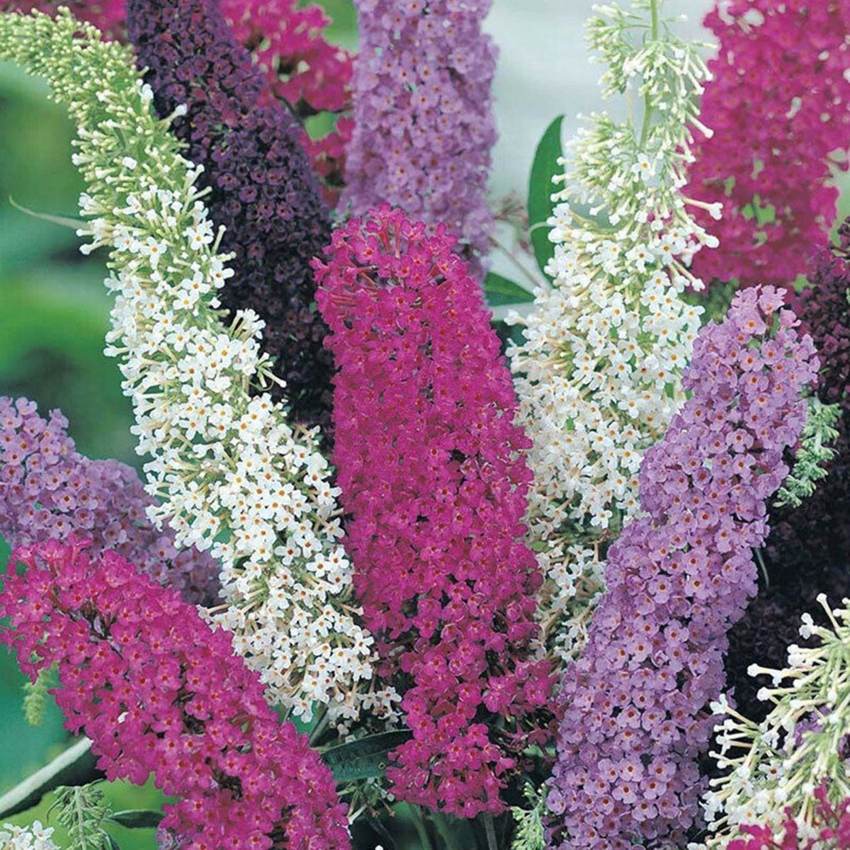 Buddleia Butterfly Bush Seeds - Flower Plant