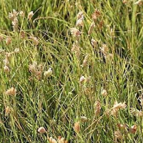 Buffalo Grass Seeds – Bouteloua Dactyloides
